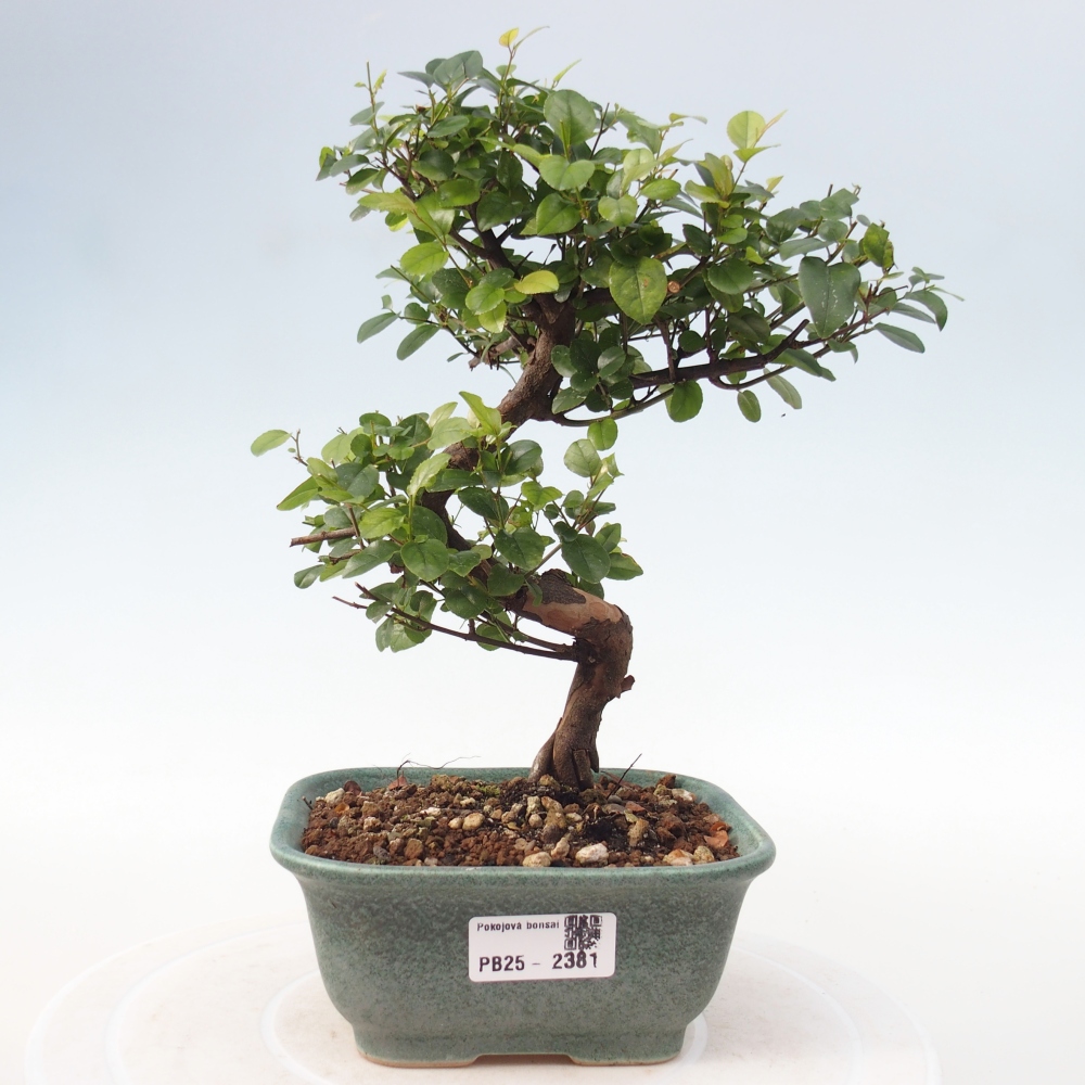 Indoor bonsai - Sagerécie thea - Sagerécie thea