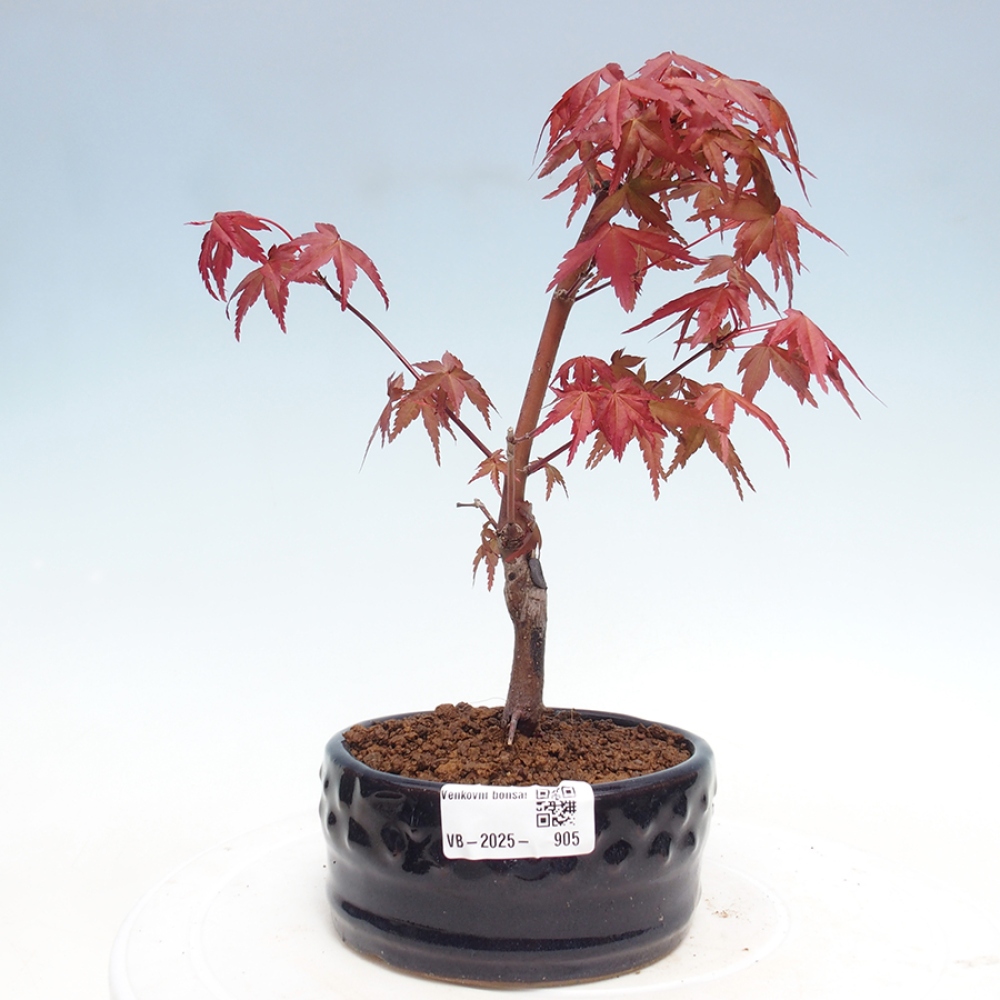 Outdoor bonsai - dlanitolistý Maple - Acer palmatum DESHOJO