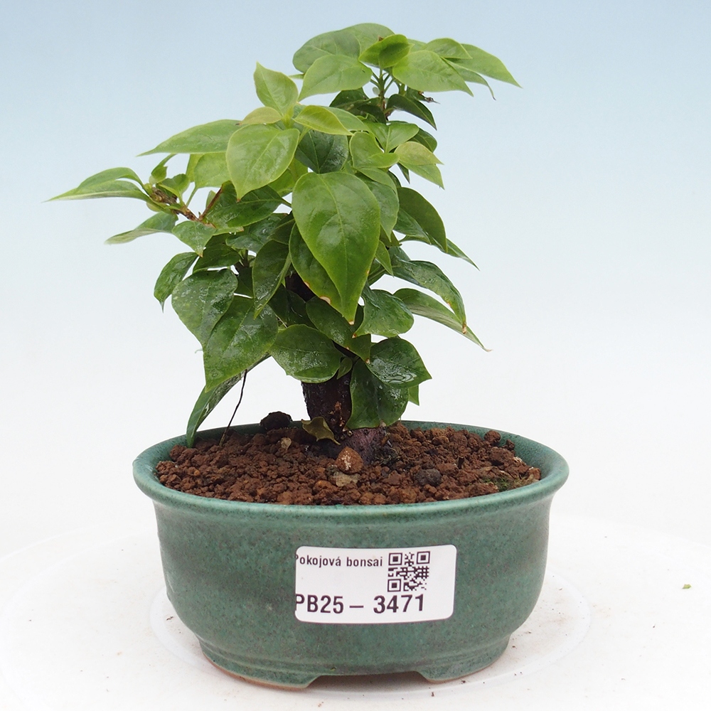 Room bonsai - Bouganwilea