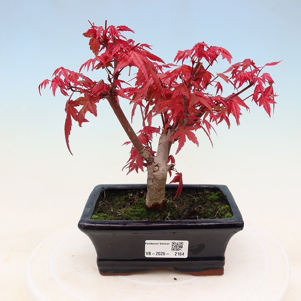 Outdoor bonsai - Acer palmatum DESHOJO