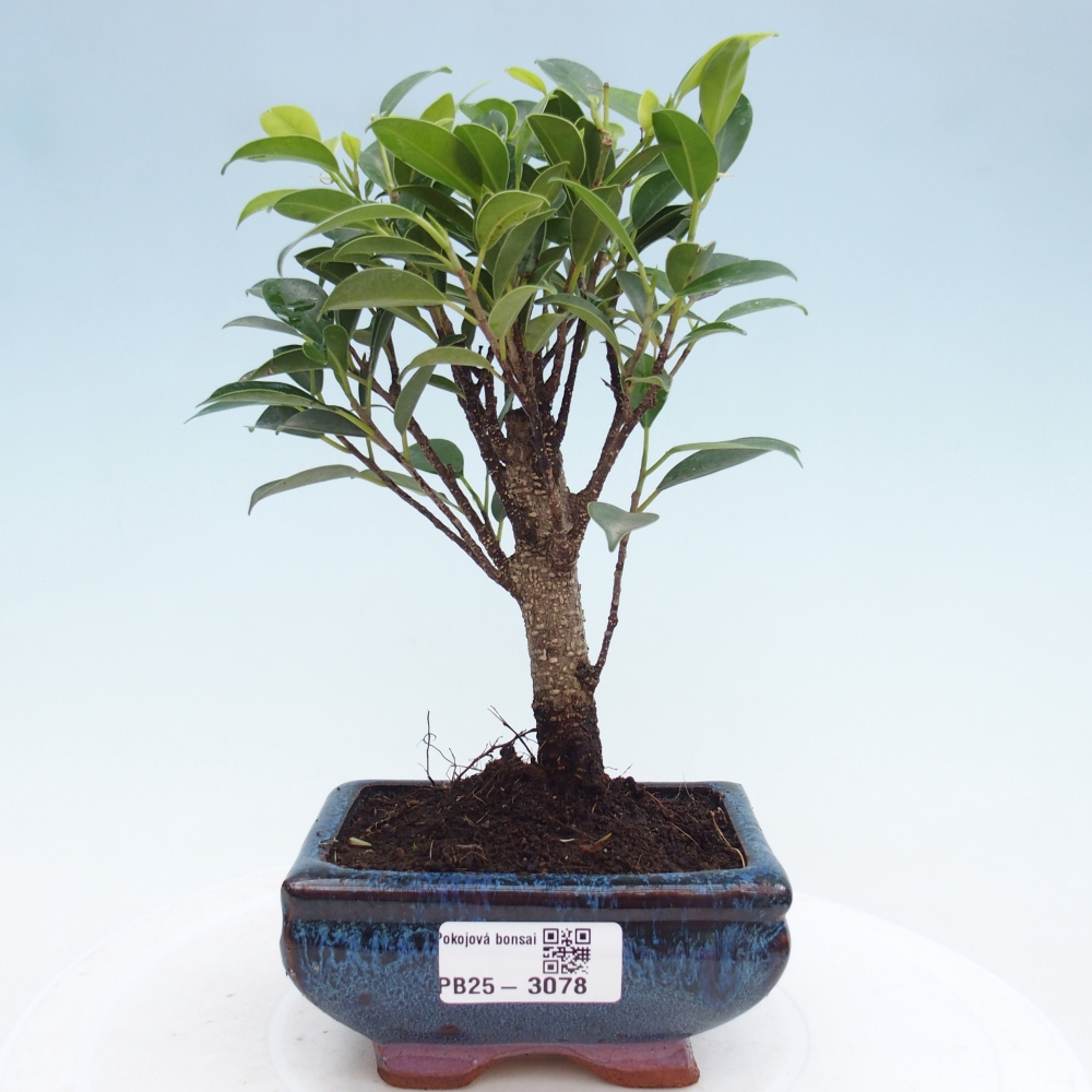 Indoor bonsai - Small-leaved ficus - Ficus kimmen
