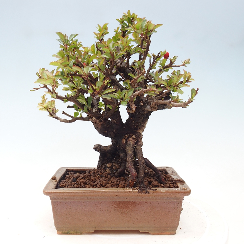 Outdoor bonsai - Chaneomeles speciosa - Quince