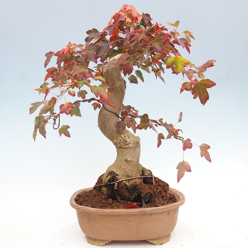 Outdoor bonsai - Maple Buergerianum - Burger Maple