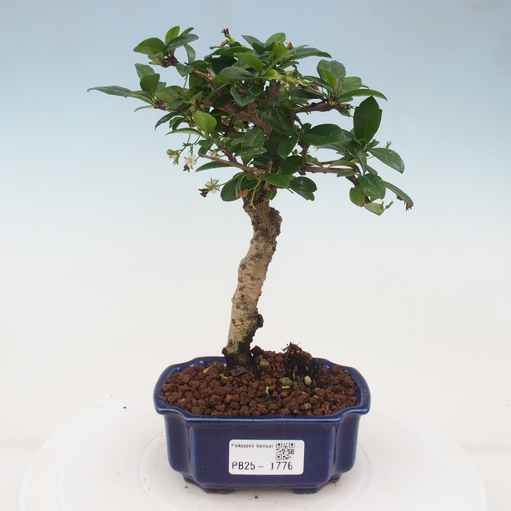 Indoor bonsai - Carmona macrophylla - Fuki tea