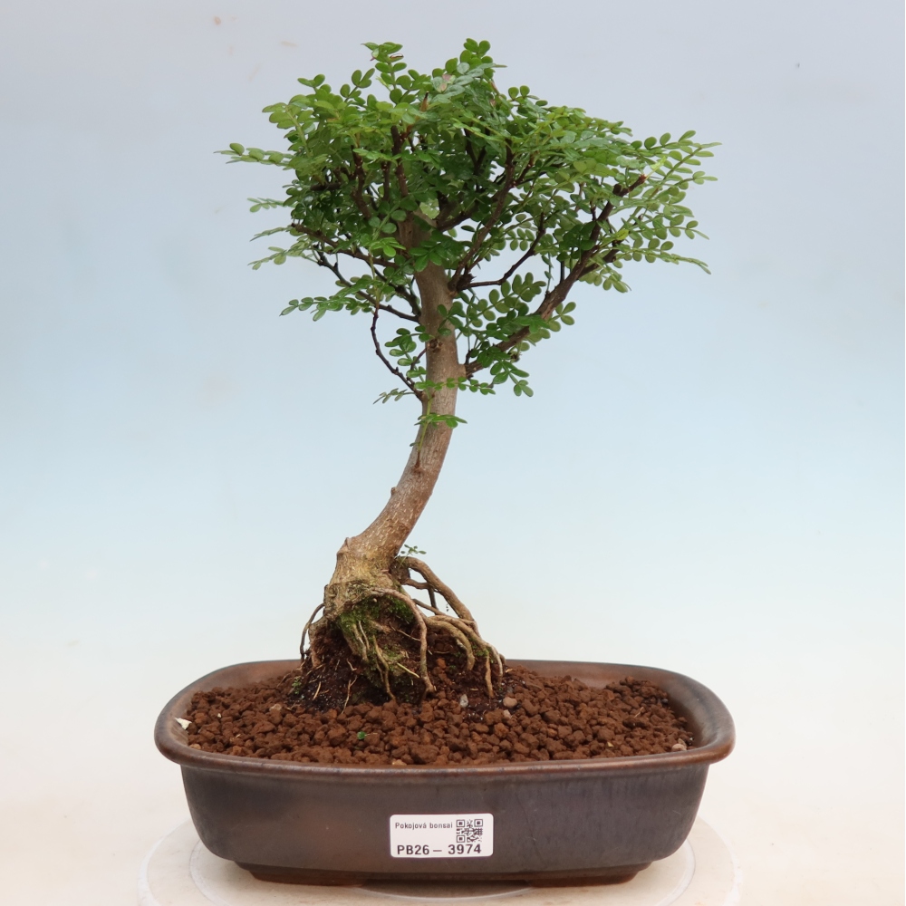 Room bonsai - Zantoxylum piperitum - pepper tree