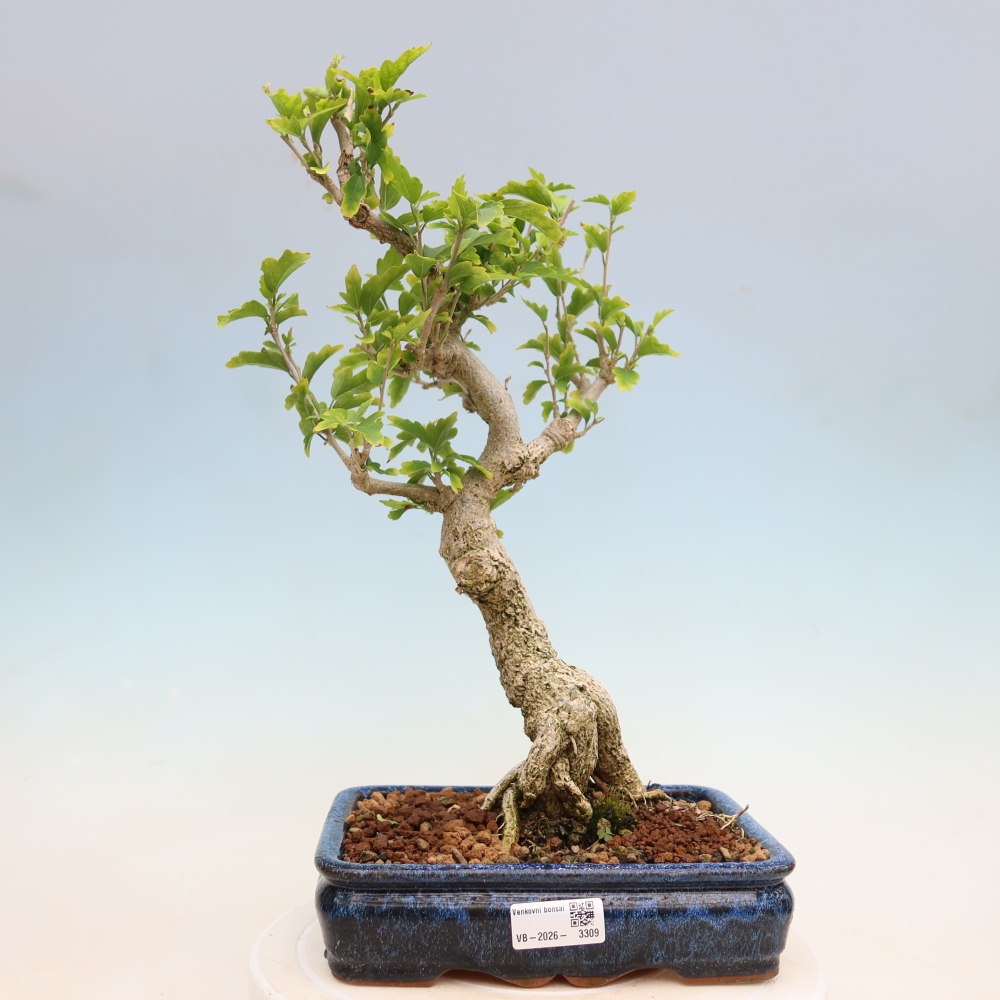 Outdoor Bonsai - Hibiscus syriacus - Syrian Hibiscus