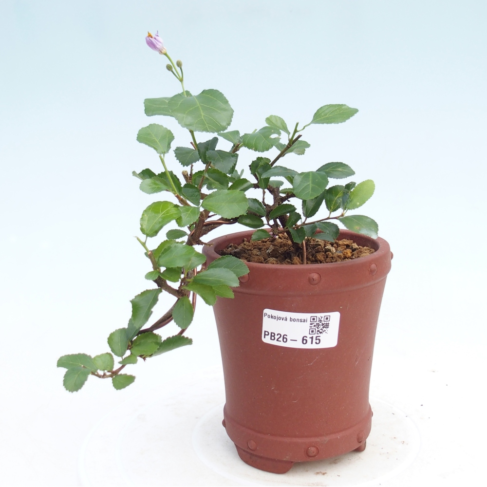 Indoor bonsai - Grewia occidentalis - Lavender Starfish