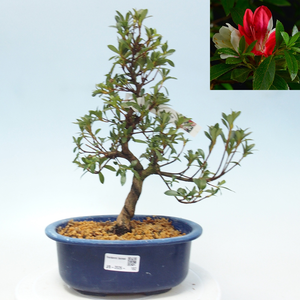 Outdoor bonsai - Japanese Azalea - Azalea Senhime