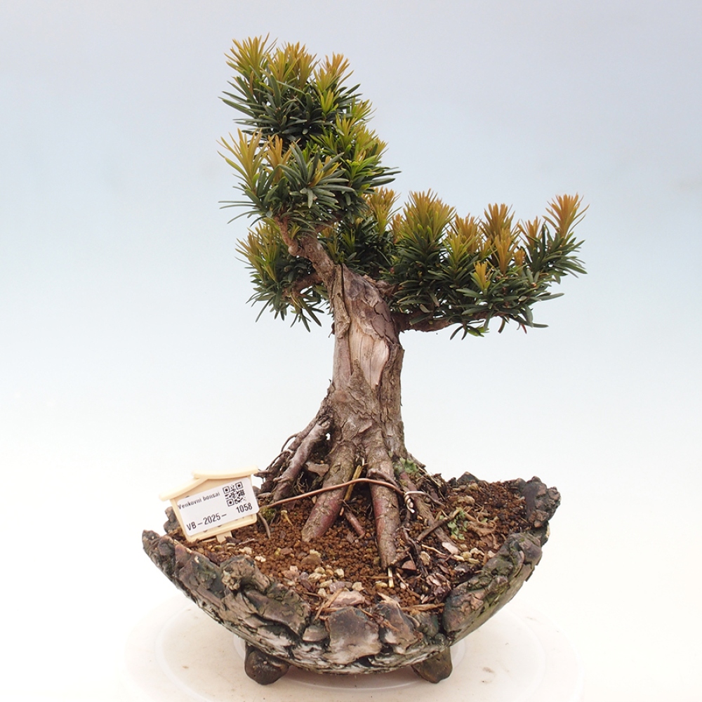 Outdoor bonsai - Taxus cuspidata - Japanese yew