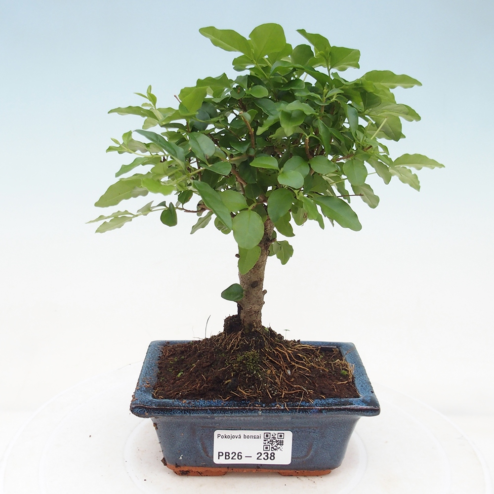 Room bonsai -Ligustrum chinensis - Birds Beak