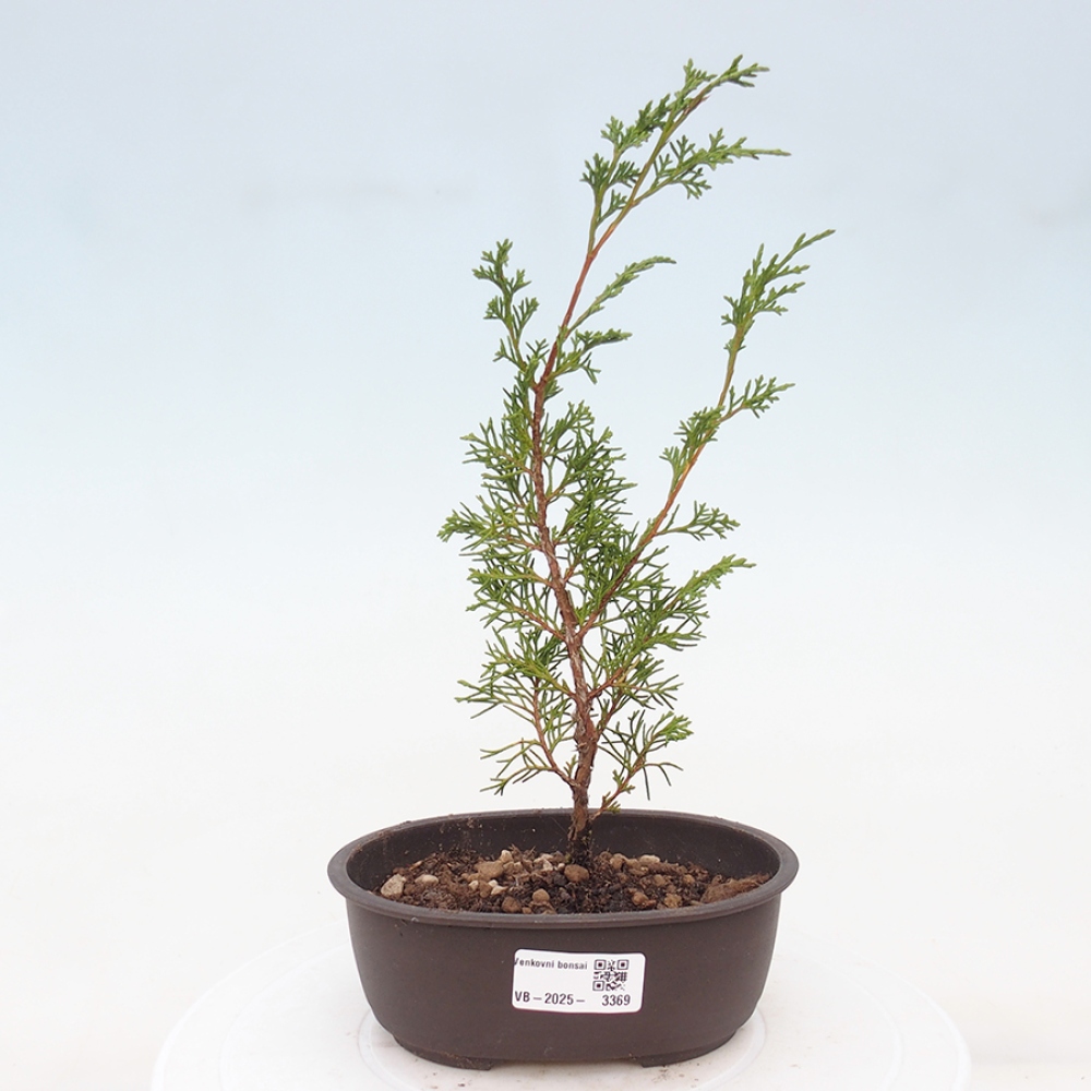 Outdoor bonsai - Juniperus chinensis Itoigawa - Chinese juniper