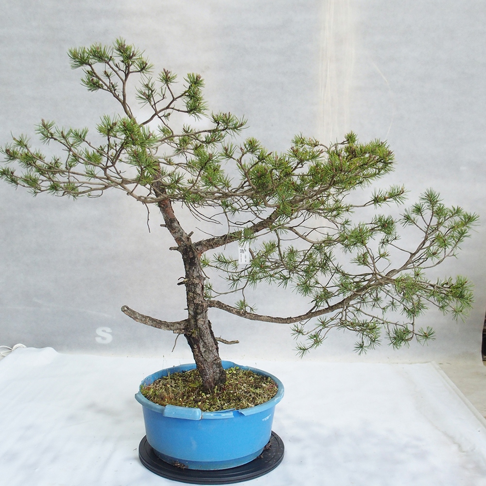Yamadori - Pinus sylvestris 