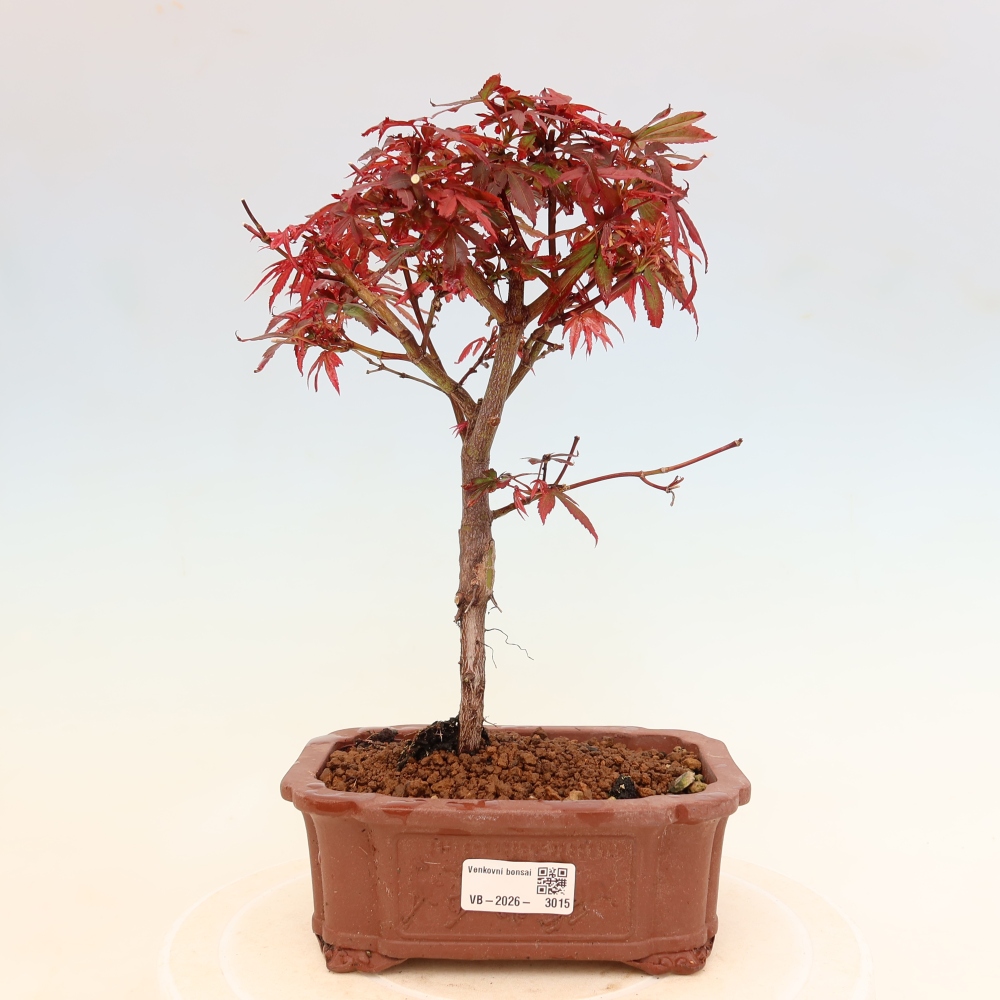 Outdoor Bonsai - Japanese Maple - Acer palmatum 'Berry Broom' 