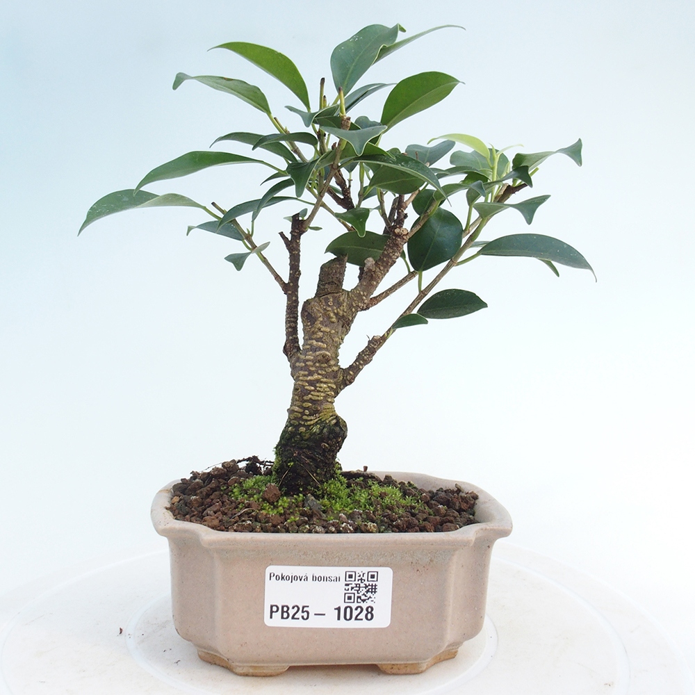 Indoor bonsai - Small-leaved ficus - Ficus kimmen