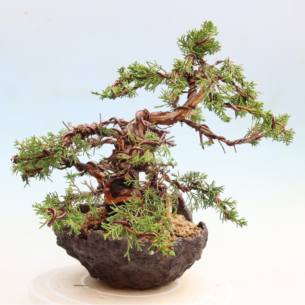 Outdoor Bonsai - Juniperus chinensis Itoigawa - Chinese Juniper
