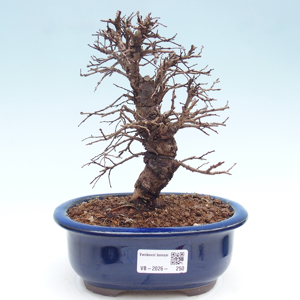 Outdoor bonsai - Zelkova - Zelkova NIRE