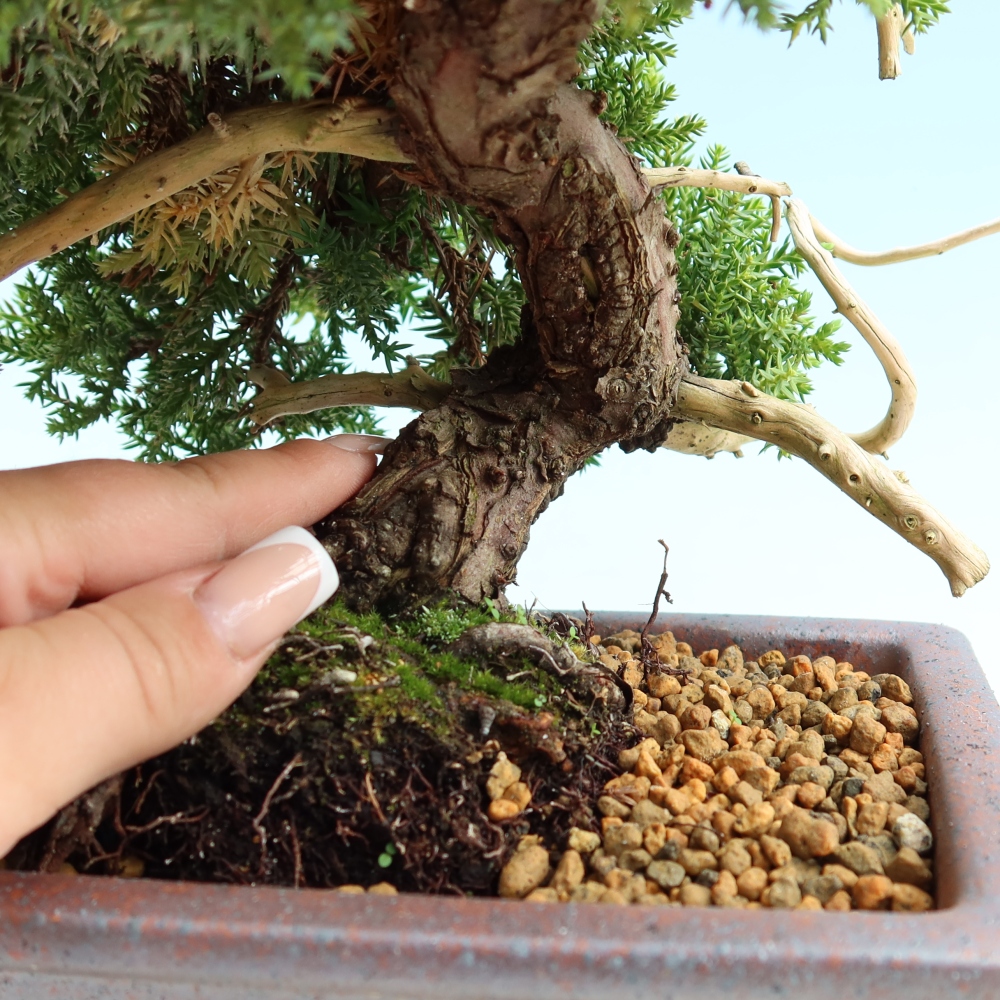 Outdoor Bonsai - Juniperus procumbens - Creeping Juniper