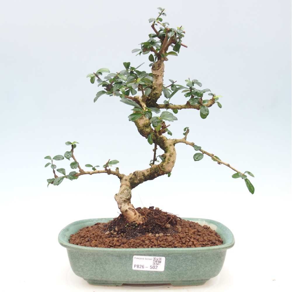 Room bonsai - Carmona macrophylla - Tea fuki