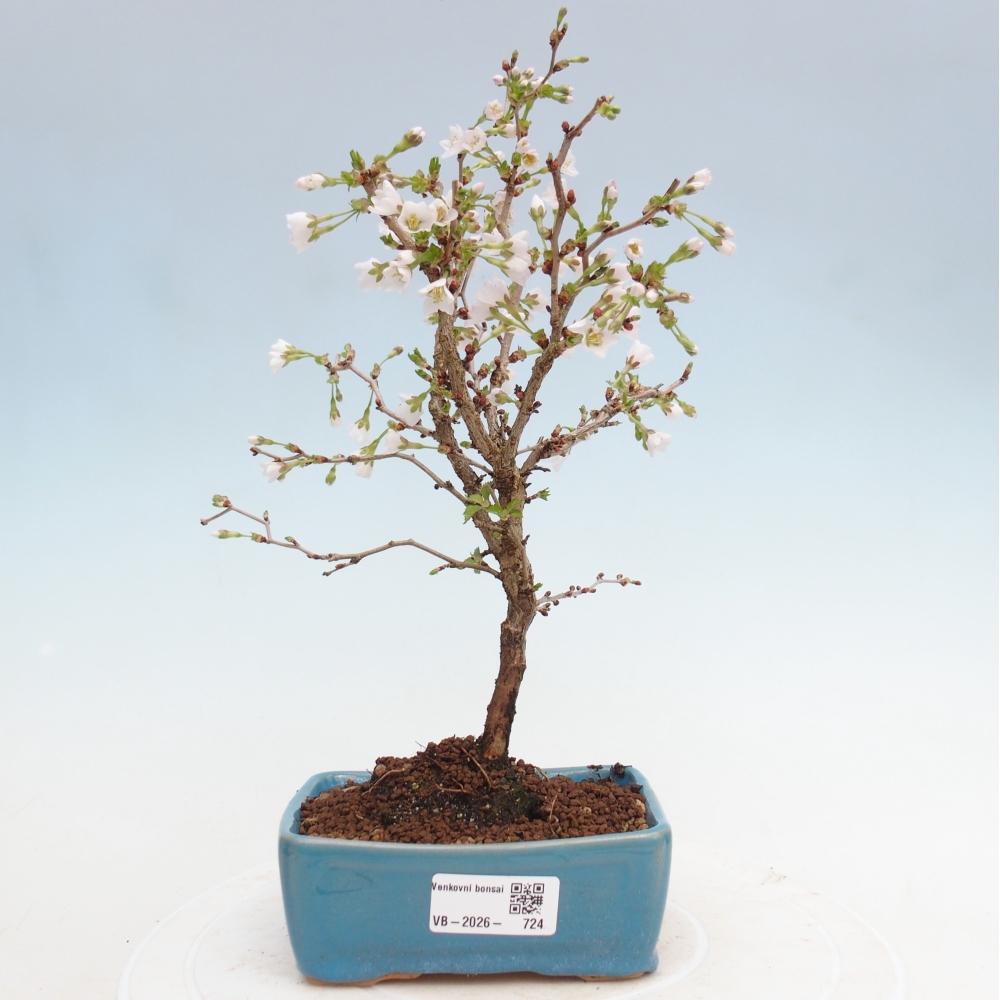 Outdoor bonsai - Prunus incisa Kojou-no mai-Plivon cut out