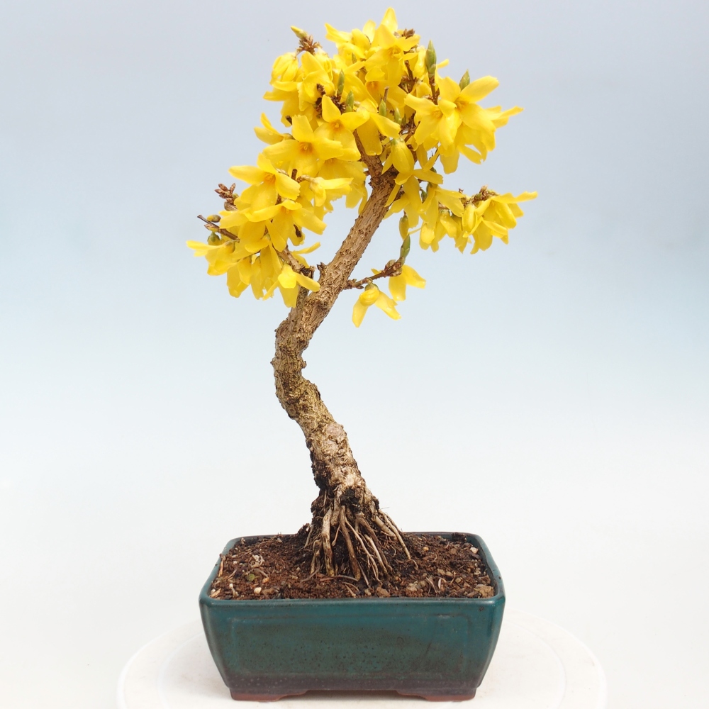 Outdoor bonsai - Zlatice - Forsythia intermedia