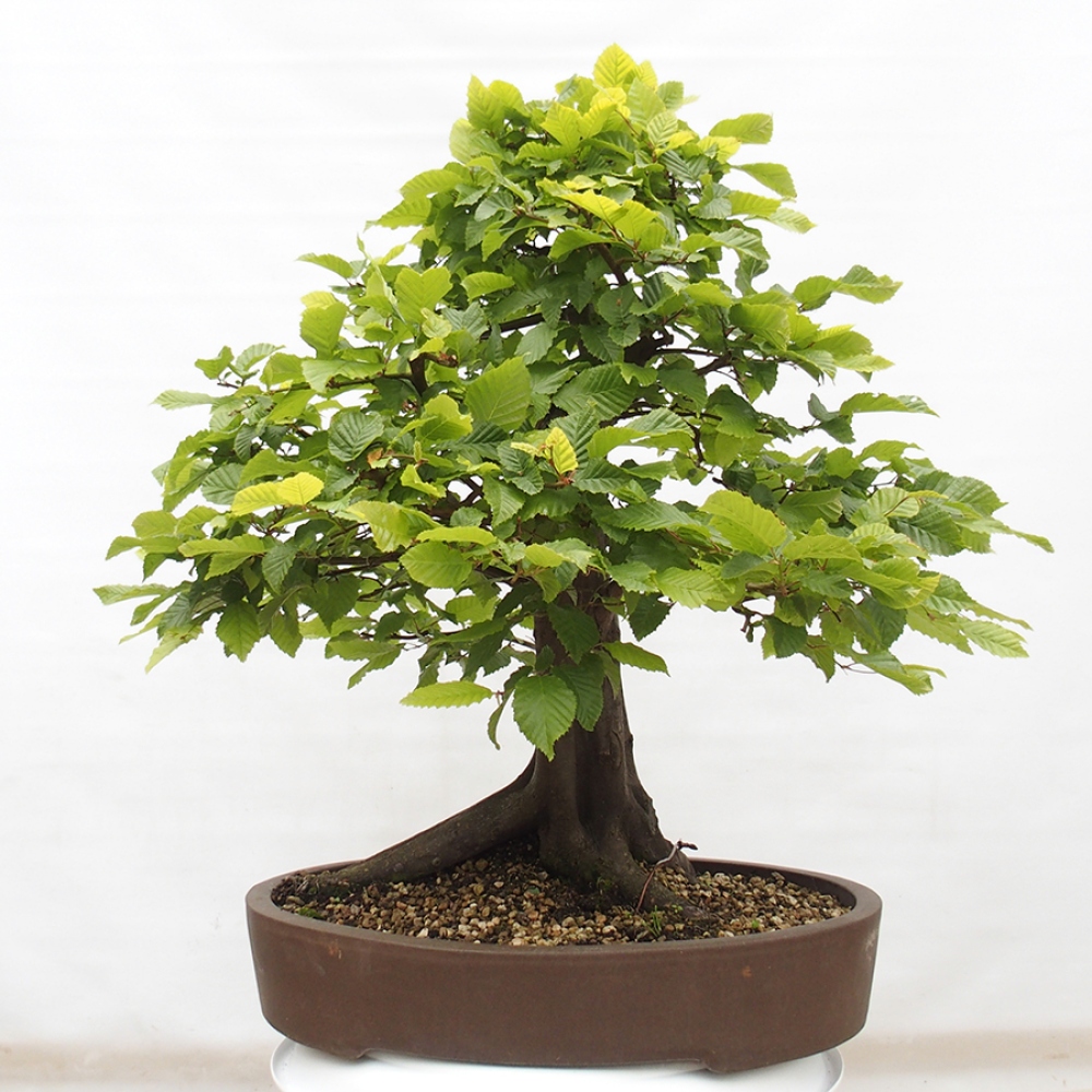 Outdoor bonsai - Hornbeam - Carpinus betulus