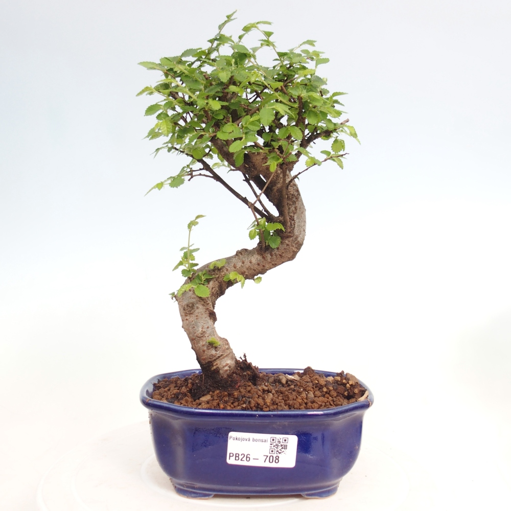 Room bonsai - Ulmus parvifolia - Small-leaved elm