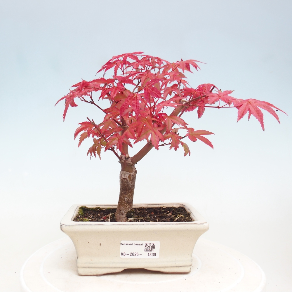 Outdoor bonsai - Acer palmatum DESHOJO