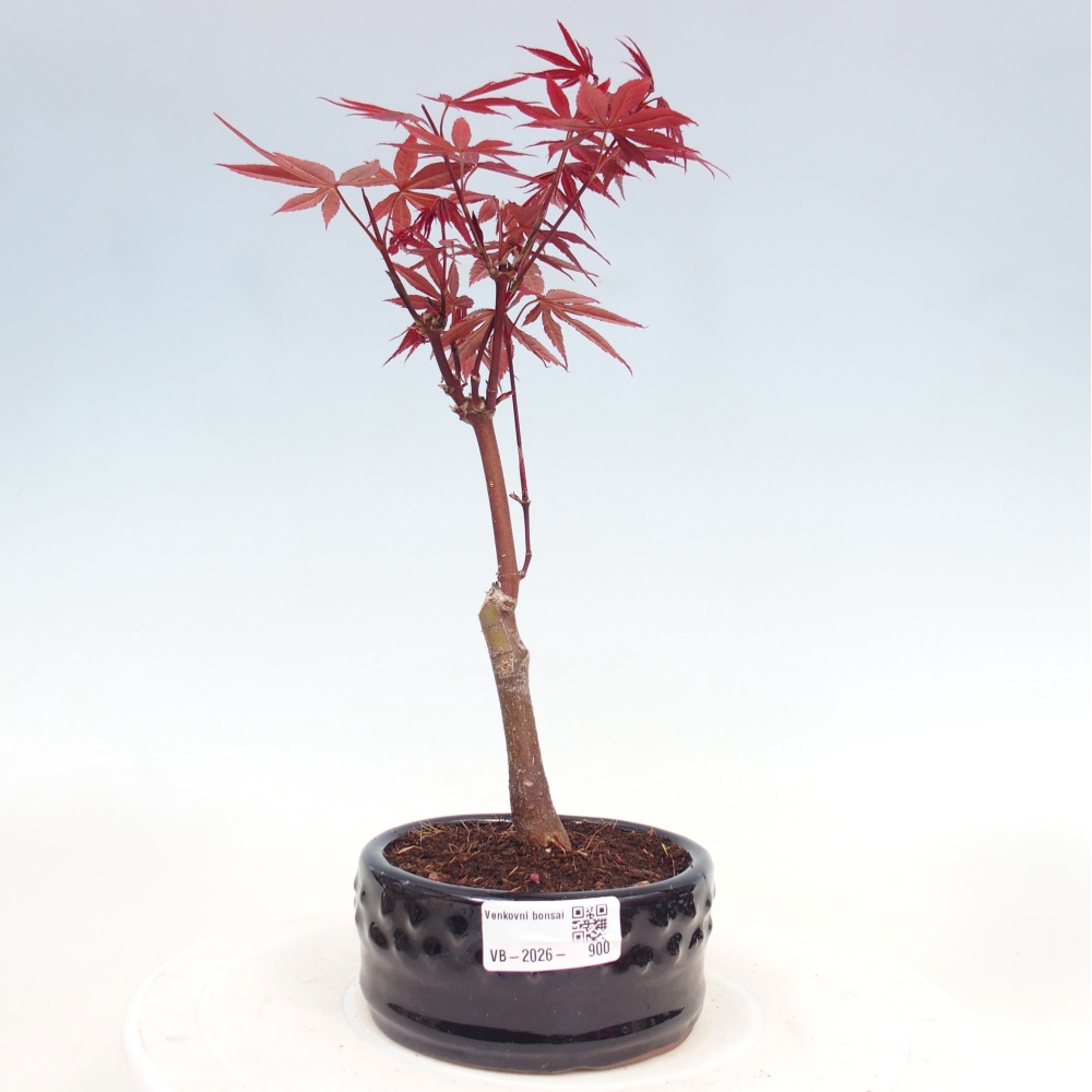 Outdoor bonsai - Acer palm. Atropurpureum-Javor palmate