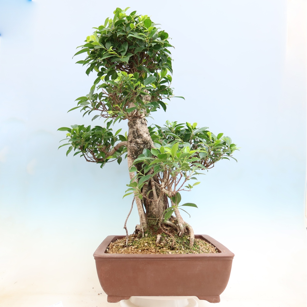 Room bonsai - Ficus kimmen - small-leaved ficus