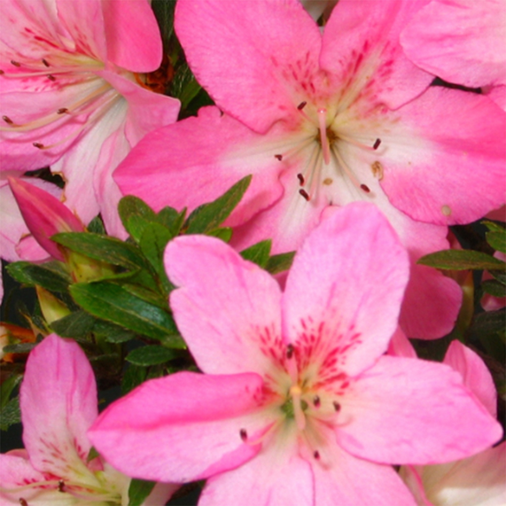 Outdoor bonsai - Japanese Azalea - Azalea Nasuno