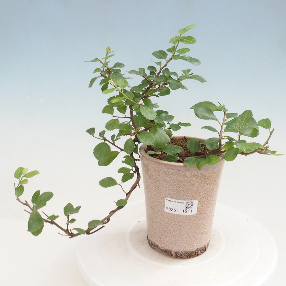 Indoor bonsai - Grewia occidentalis - Lavender star