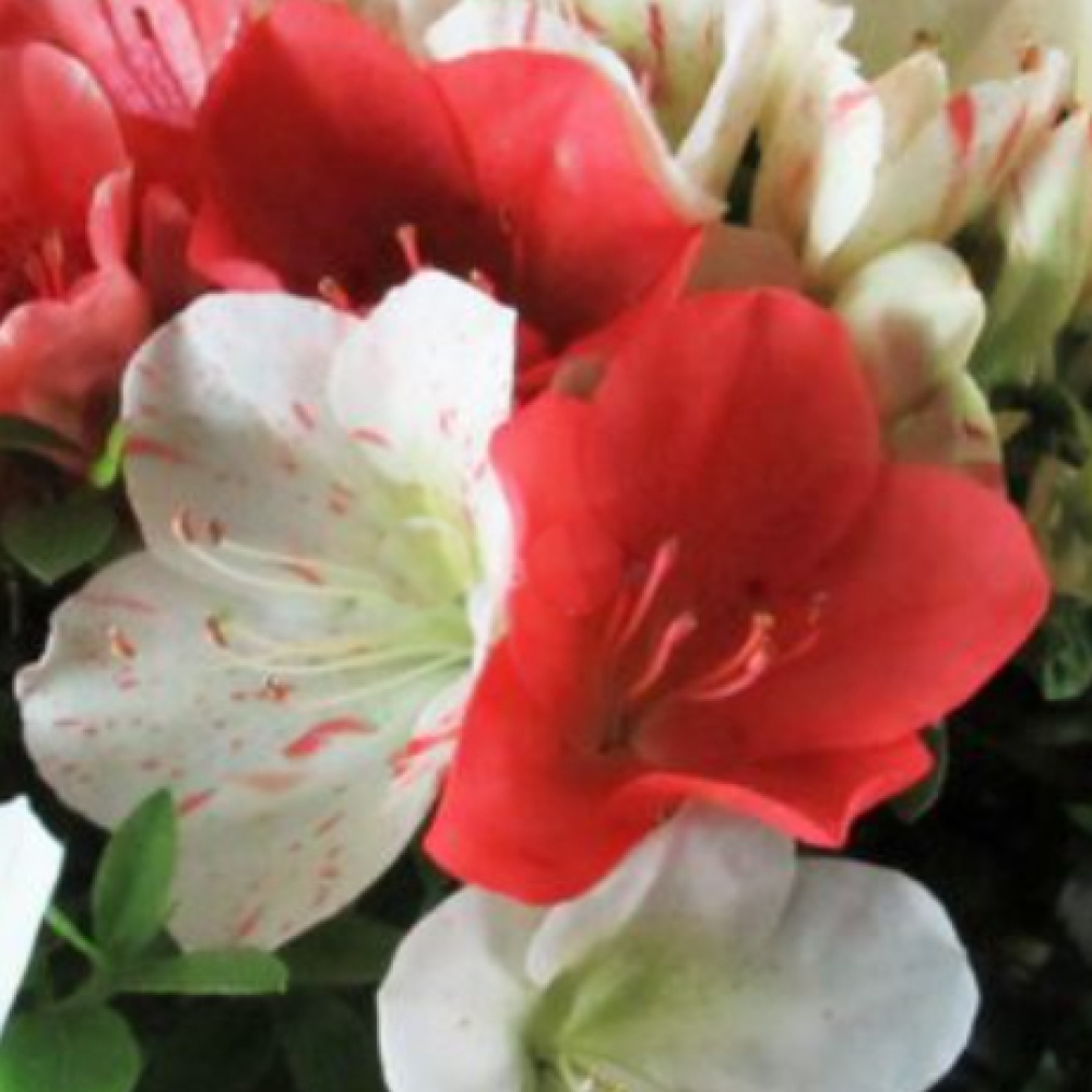 Outdoor bonsai - Japanese azalea - Azalea Asahi-no-izumi