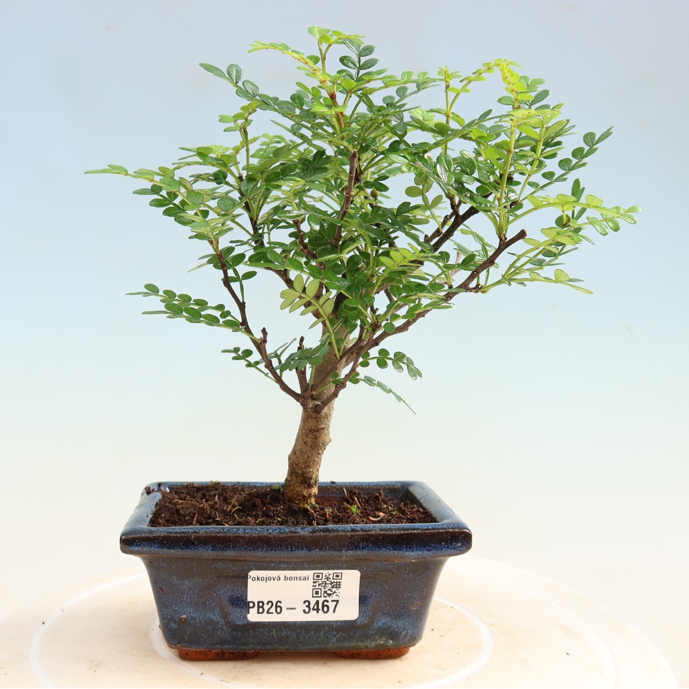 Room bonsai - Zantoxylum piperitum - pepper tree