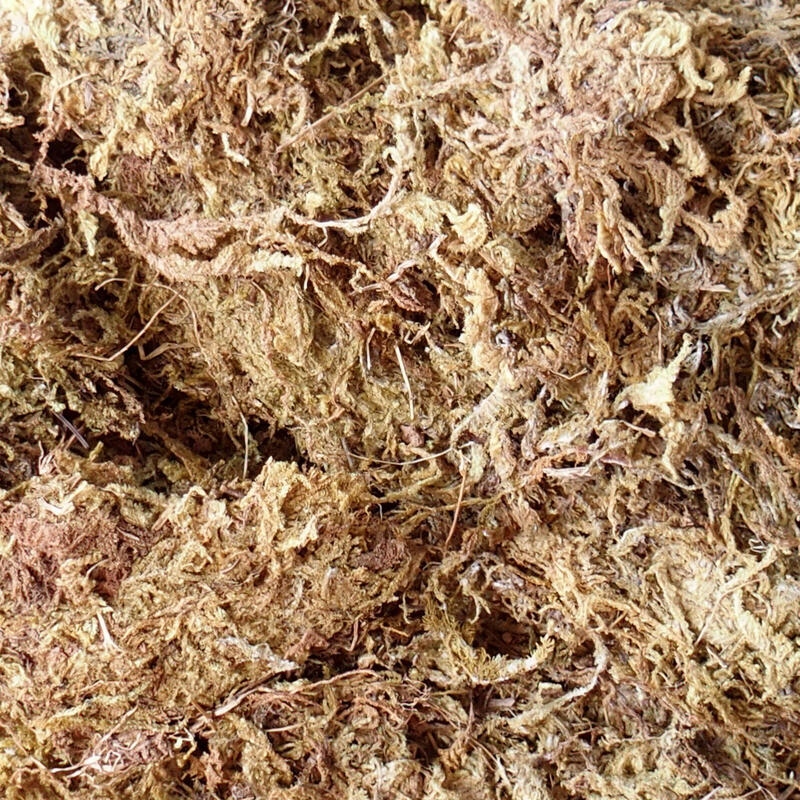 Bryophyta - moss 5 kg