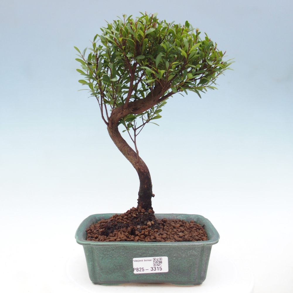 Room bonsai - Syzygium - Pimento