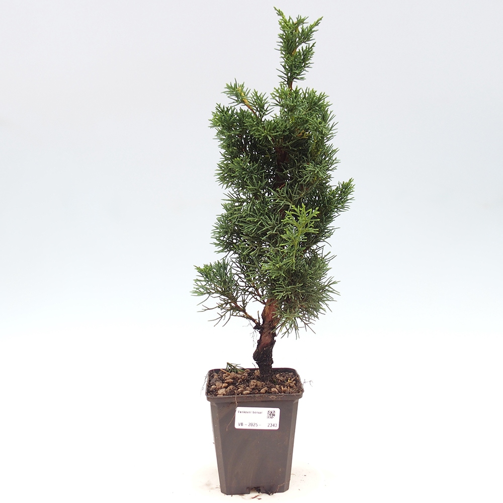 Outdoor bonsai - Juniperus chinensis Kishu - Chinese juniper