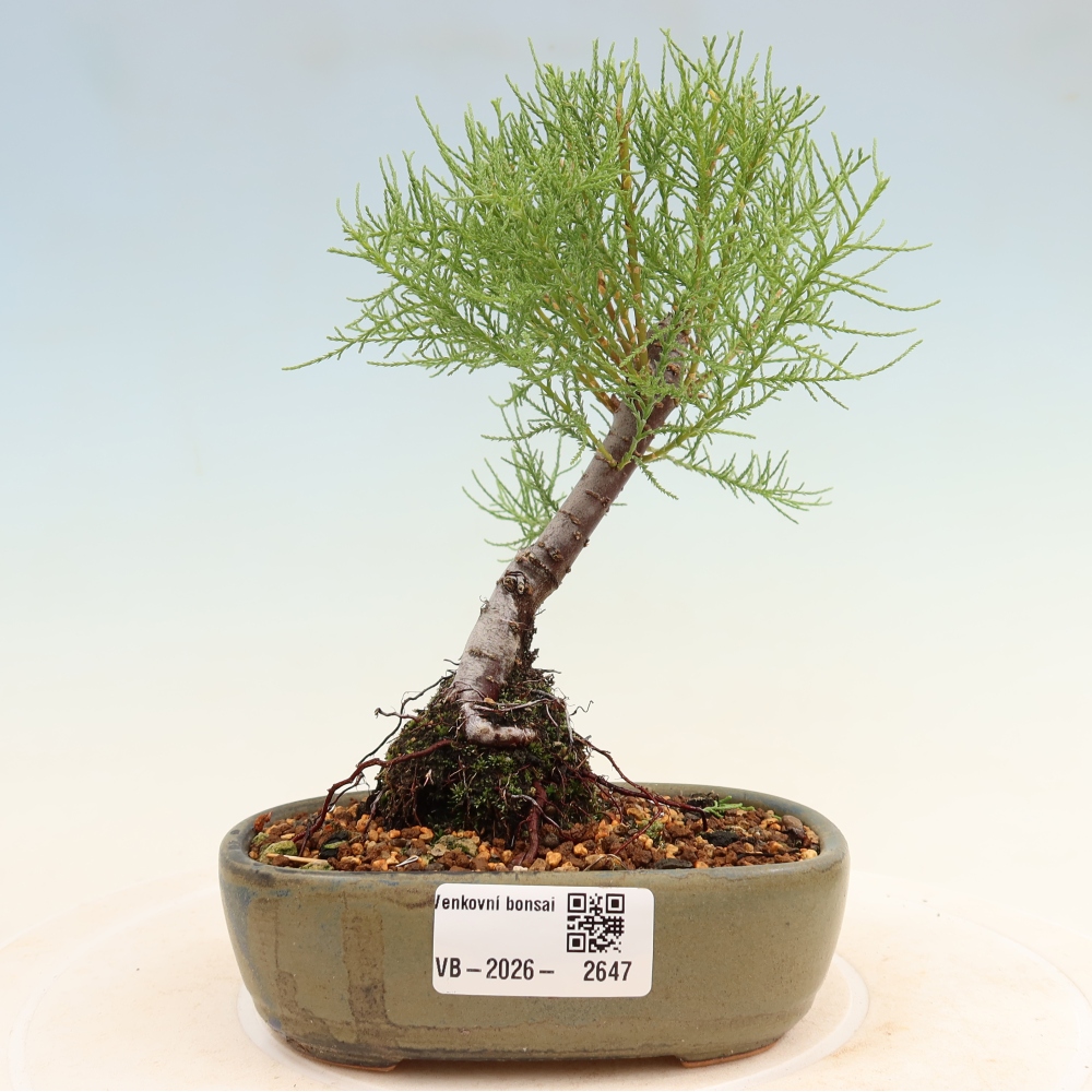 Outdoor Bonsai - Tamarisk - Tamarix