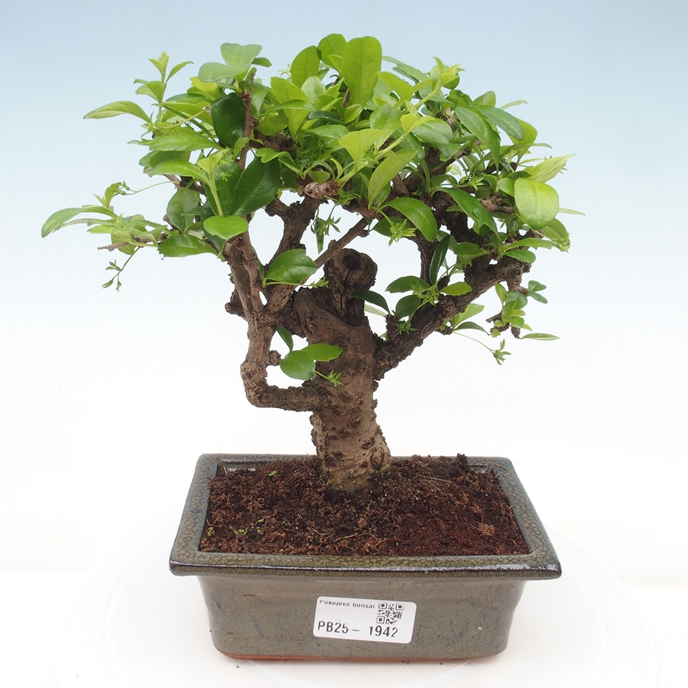 Indoor bonsai - Carmona macrophylla - Fuki tea