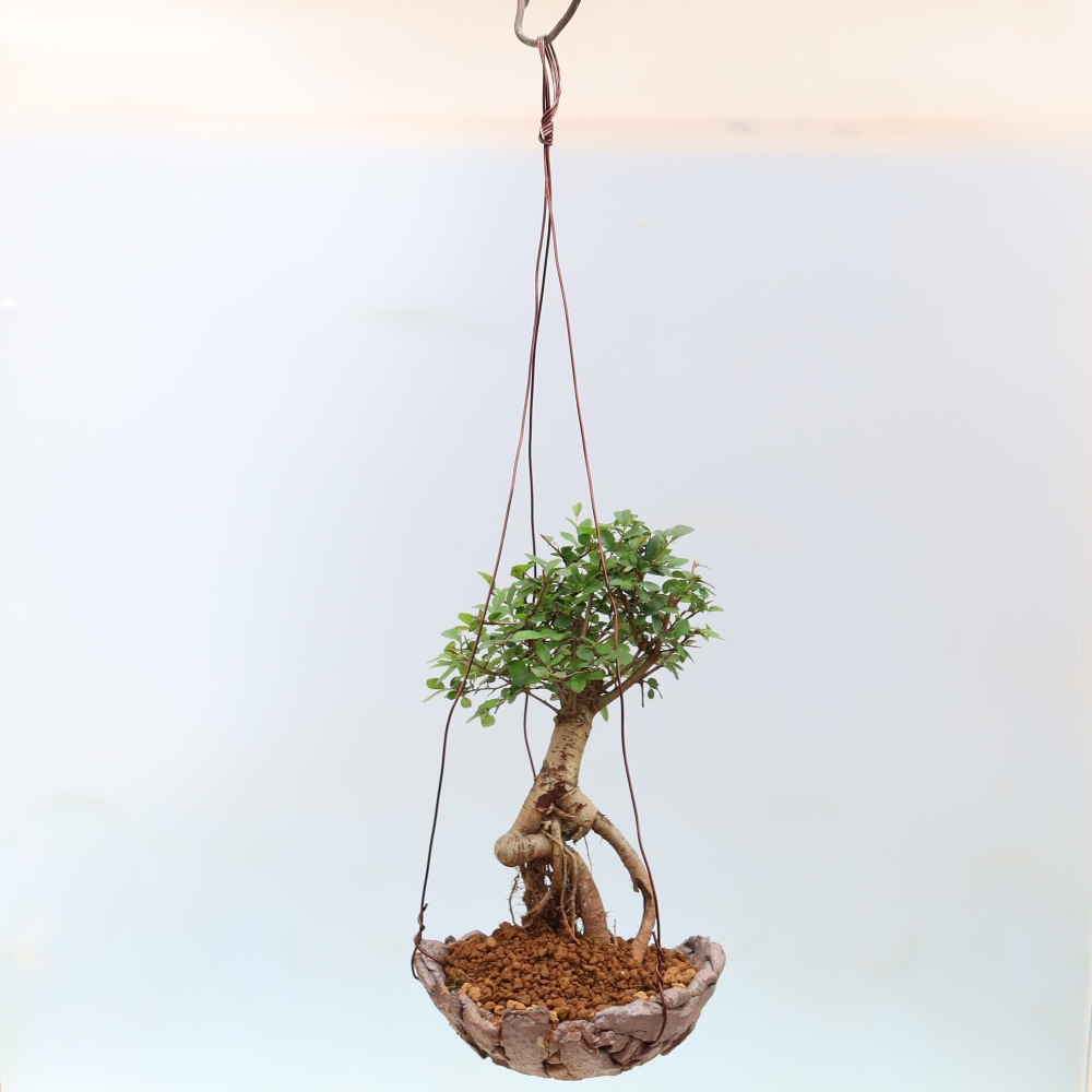 Kokedama in a Ceramic Pot - Ulmus parvifolia - Small-leaved Elm