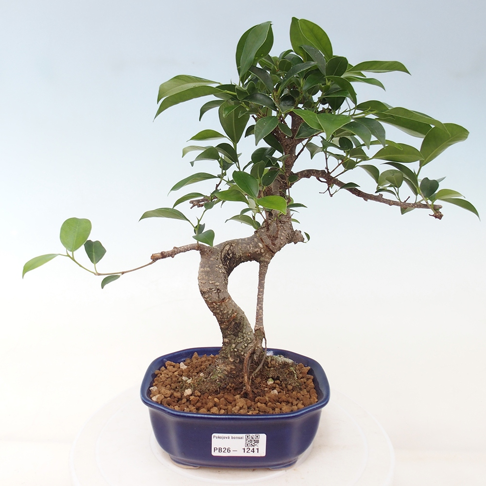 Room bonsai - Ficus retusa - small-leaved ficus