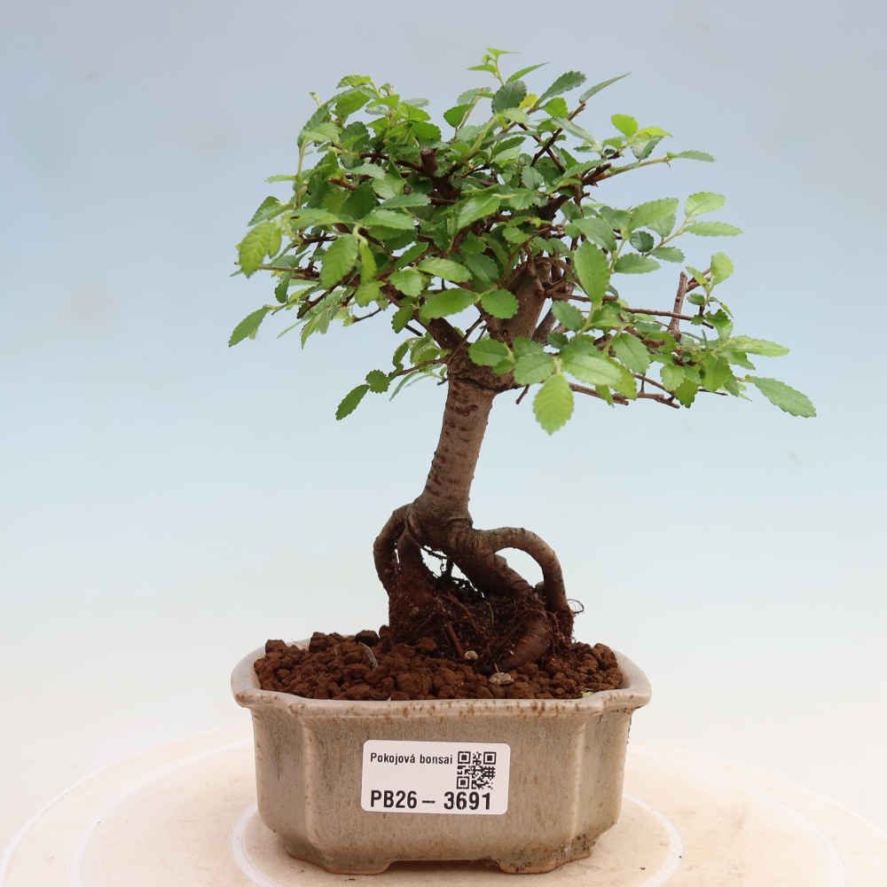 Room bonsai - Ulmus parvifolia - Small-leaved elm