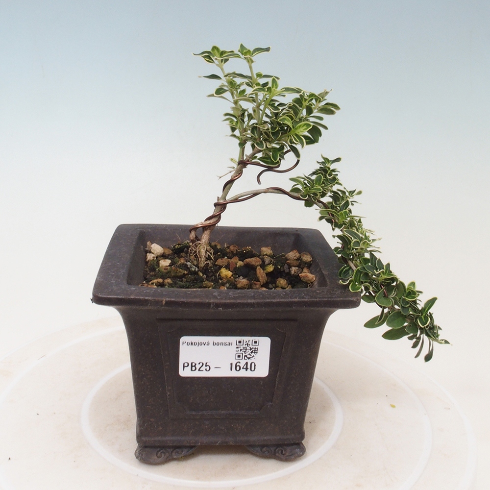 Indoor bonsai - Serissa foetida Variegata - Tree of a thousand stars