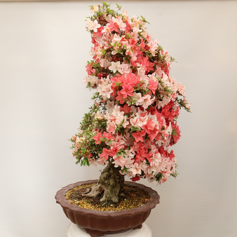 Outdoor bonsai - Japanese azalea - Azalea Kinu-no-Hikari