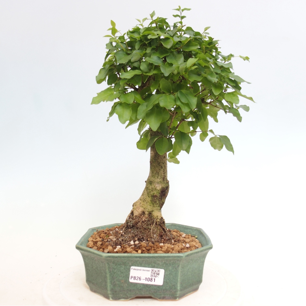 Room bonsai -Ligustrum chinensis - Birds Beak