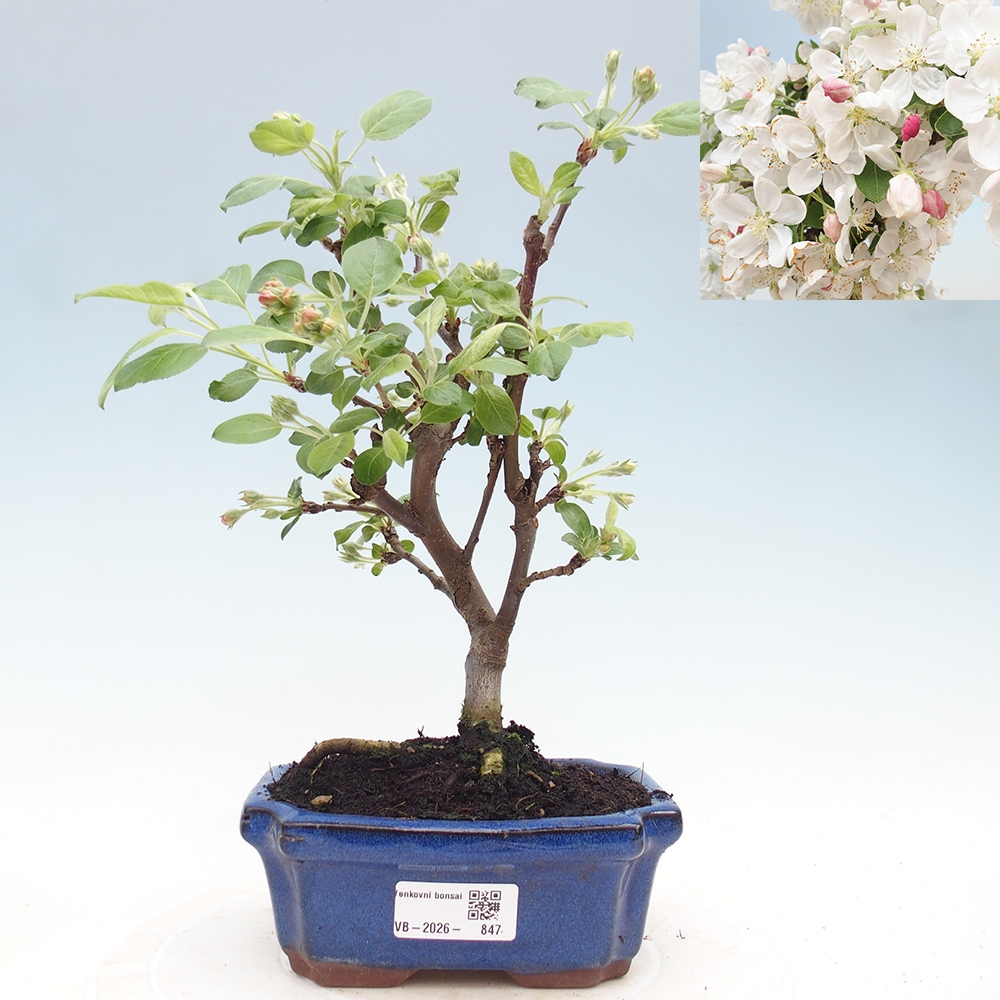 Outdoor bonsai -Malus halliana - Small-fruited apple tree