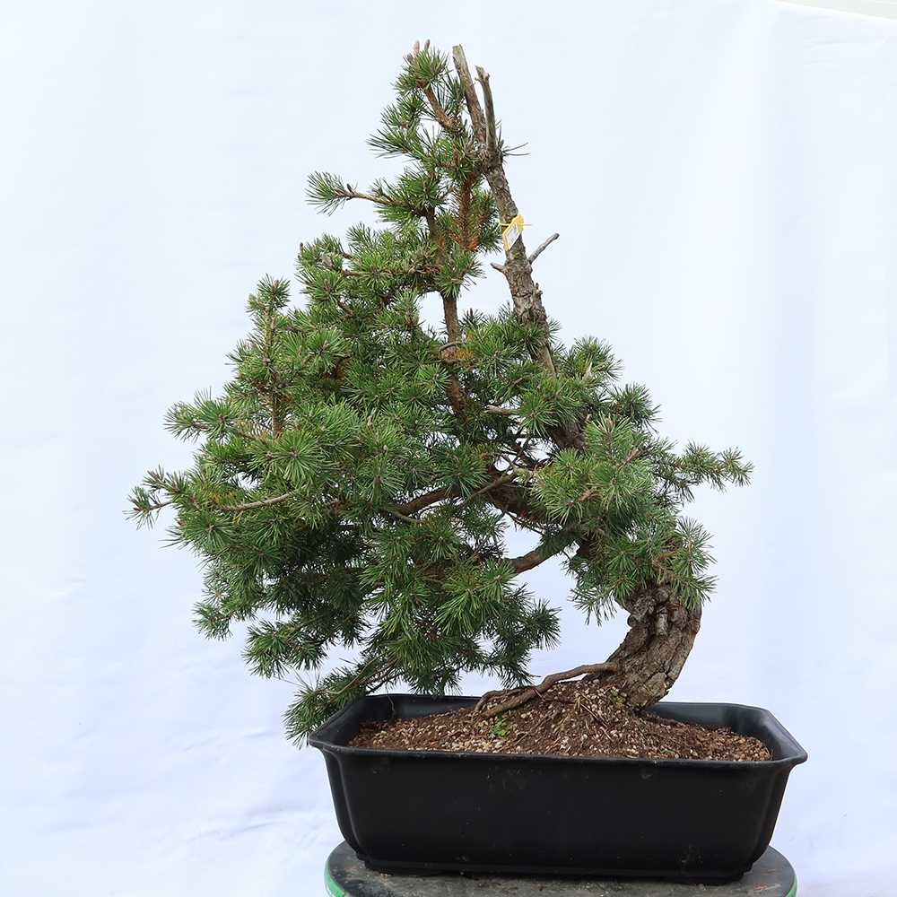 Pinus sylvestris Spain - Scots pine