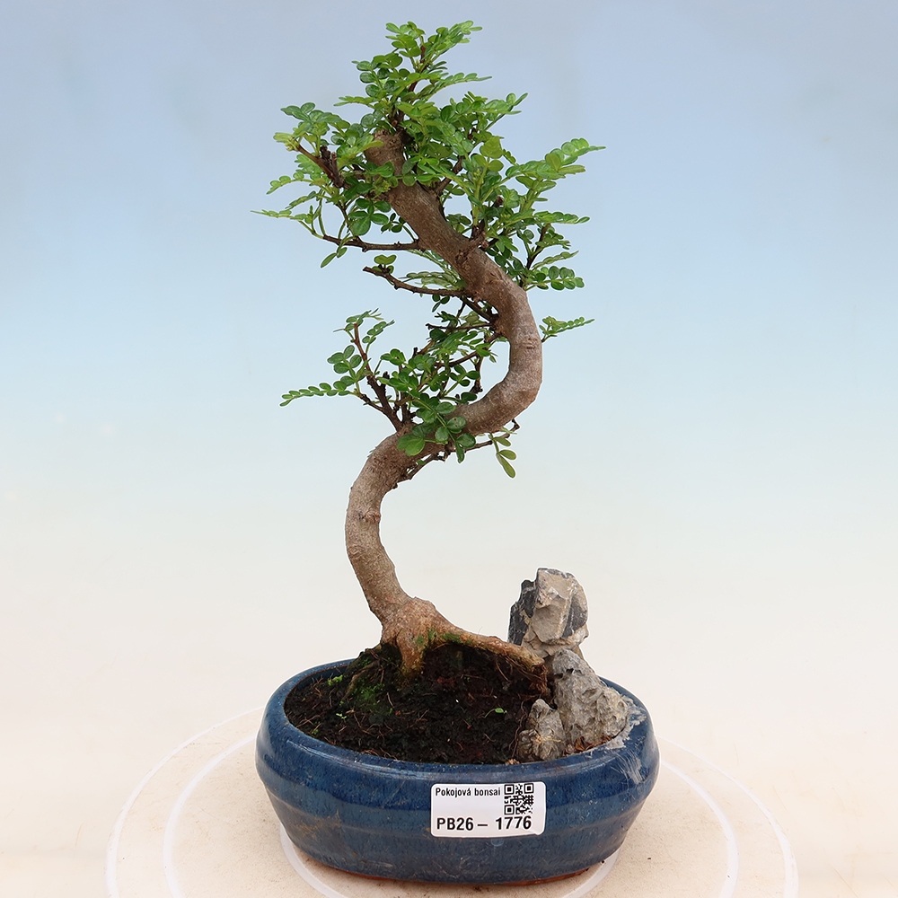 Room bonsai - Zantoxylum piperitum - pepper tree