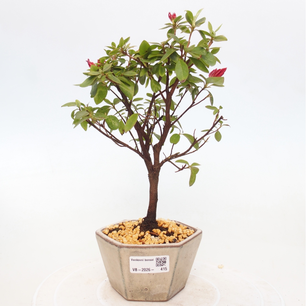 Outdoor bonsai - Japanese azalea - Azalea sp.
