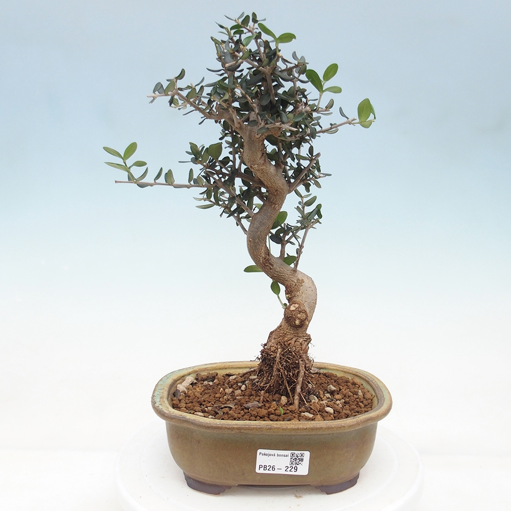Indoor bonsai - Olea europaea sylvestris