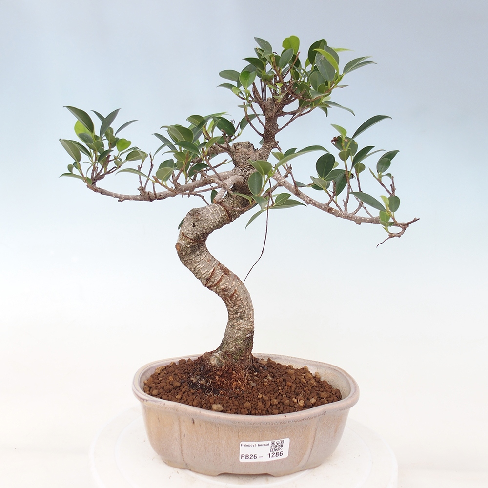 Room bonsai - Ficus retusa - small-leaved ficus